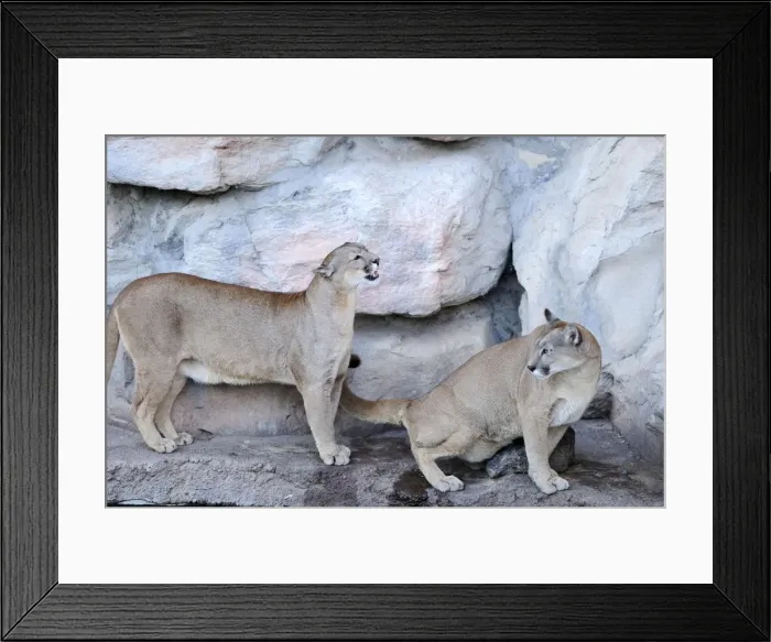 Framed Print : Picture No. 10901483 Framed Print : Picture No. 10901483
