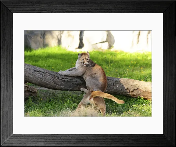 Framed Print : Picture No. 10901478 Framed Print : Picture No. 10901478