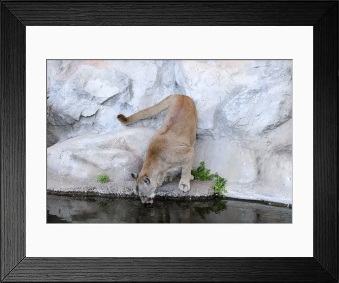 Framed Print : Picture No. 10901481 Framed Print : Picture No. 10901481