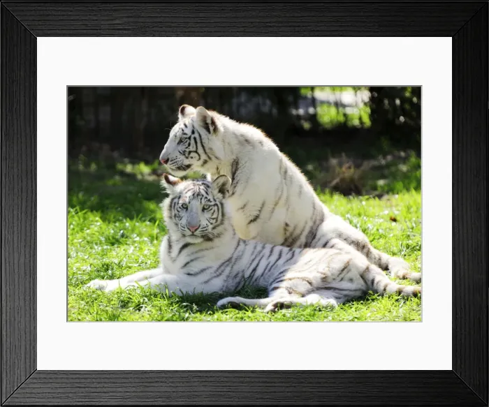Framed Print : Picture No. 10901486 Framed Print : Picture No. 10901486