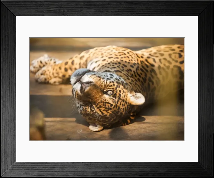 Framed Print : Picture No. 10901484 Framed Print : Picture No. 10901484