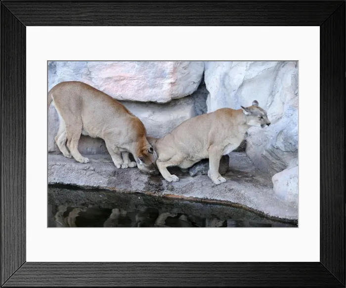 Framed Print : Picture No. 10901482 Framed Print : Picture No. 10901482