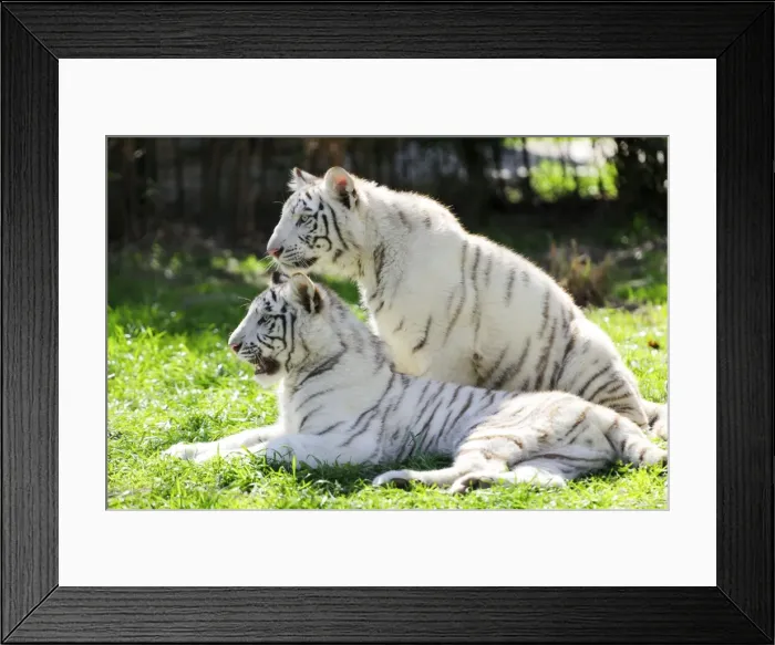 Framed Print : Picture No. 10901487 Framed Print : Picture No. 10901487
