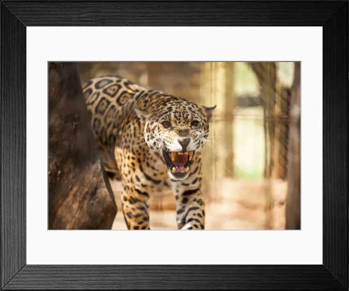 Framed Print : Picture No. 10901485 Framed Print : Picture No. 10901485