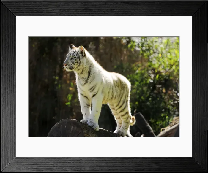 Framed Print : Picture No. 10901491