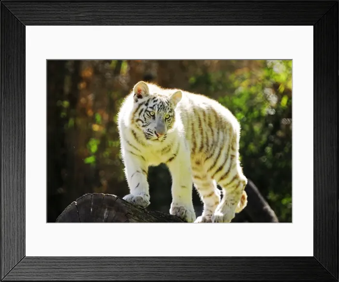 Framed Print : Picture No. 10901490 Framed Print : Picture No. 10901490