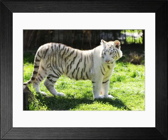 Framed Print : Picture No. 10901488 Framed Print : Picture No. 10901488