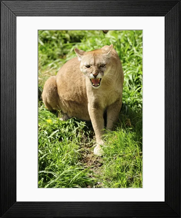 Framed Print : Picture No. 10901492 Framed Print : Picture No. 10901492