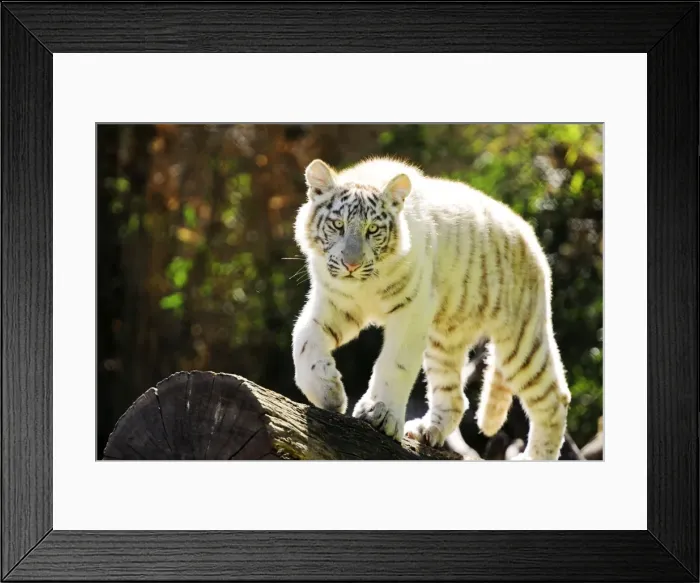 Framed Print : Picture No. 10901489 Framed Print : Picture No. 10901489