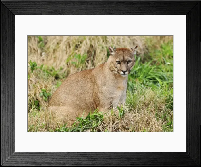 Framed Print : Picture No. 10901496 Framed Print : Picture No. 10901496