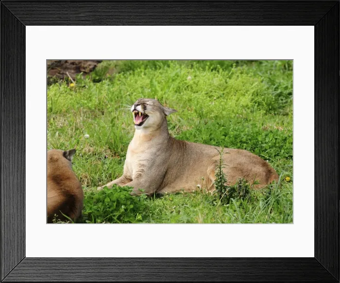 Framed Print : Picture No. 10901495 Framed Print : Picture No. 10901495
