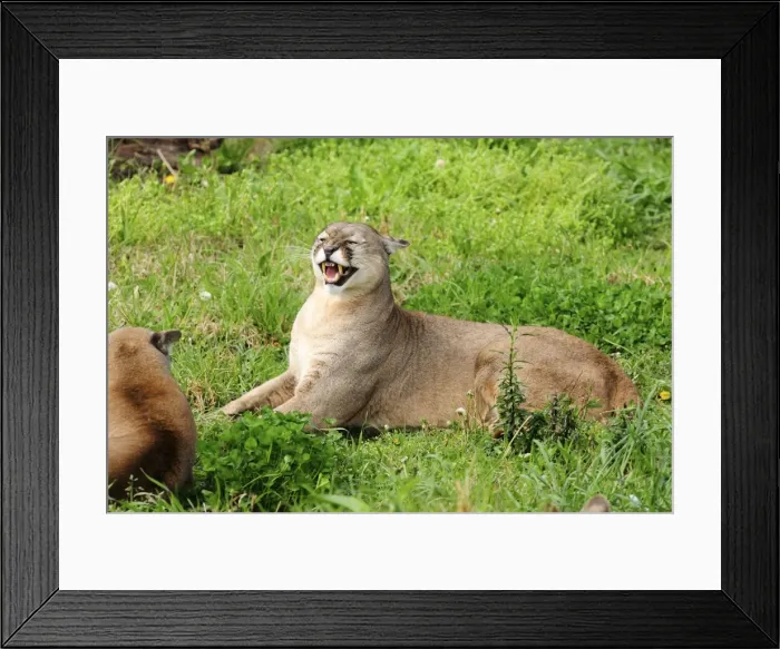 Framed Print : Picture No. 10901494 Framed Print : Picture No. 10901494