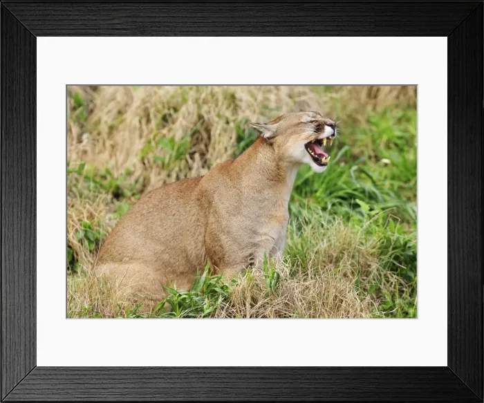 Framed Print : Picture No. 10901497 Framed Print : Picture No. 10901497