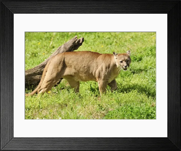 Framed Print : Picture No. 10901493 Framed Print : Picture No. 10901493