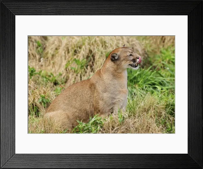 Framed Print : Picture No. 10901499 Framed Print : Picture No. 10901499