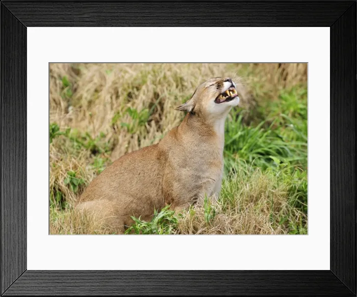 Framed Print : Picture No. 10901498 Framed Print : Picture No. 10901498