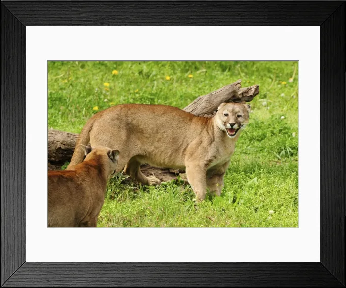 Framed Print : Picture No. 10901500 Framed Print : Picture No. 10901500