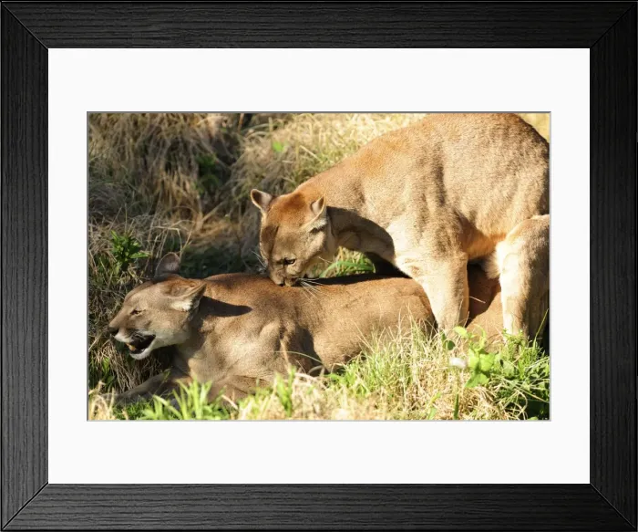 Framed Print : Picture No. 10901503 Framed Print : Picture No. 10901503