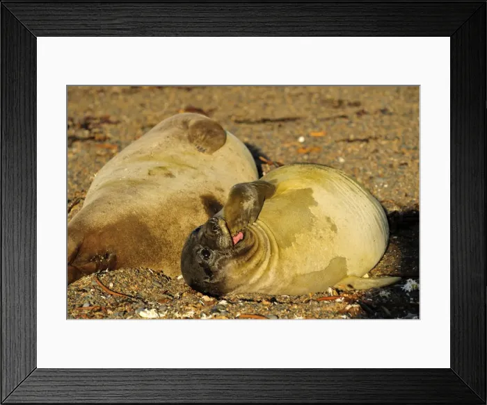 Framed Print : Picture No. 10901506 Framed Print : Picture No. 10901506