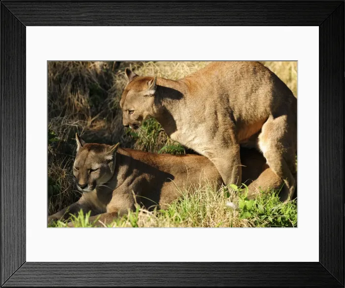 Framed Print : Picture No. 10901502 Framed Print : Picture No. 10901502