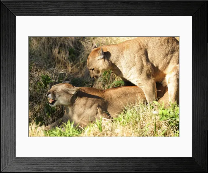 Framed Print : Picture No. 10901504