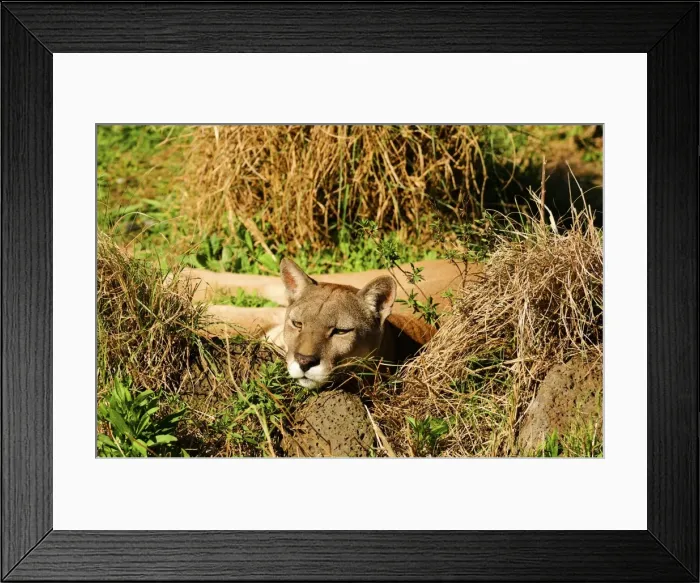 Framed Print : Picture No. 10901501 Framed Print : Picture No. 10901501