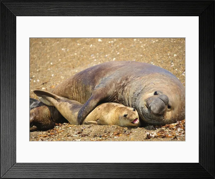 Framed Print : Picture No. 10901510 Framed Print : Picture No. 10901510