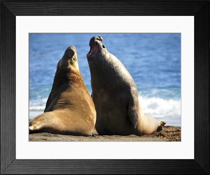 Framed Print : Picture No. 10901505 Framed Print : Picture No. 10901505