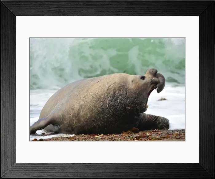 Framed Print : Picture No. 10901508 Framed Print : Picture No. 10901508