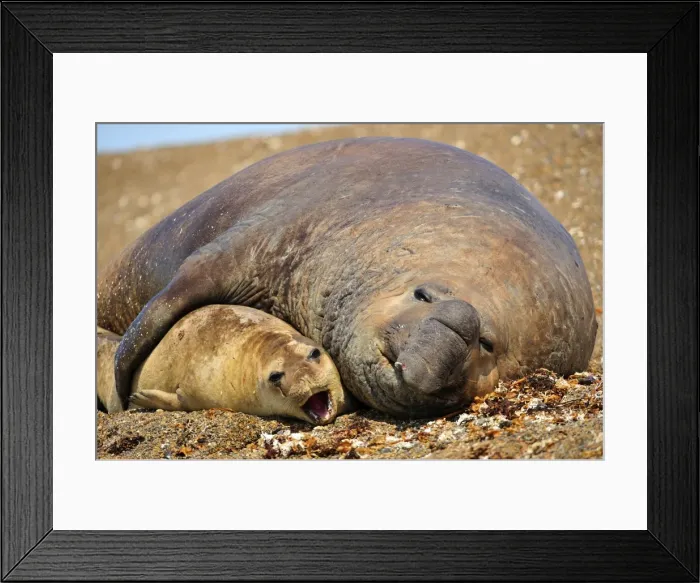 Framed Print : Picture No. 10901511 Framed Print : Picture No. 10901511