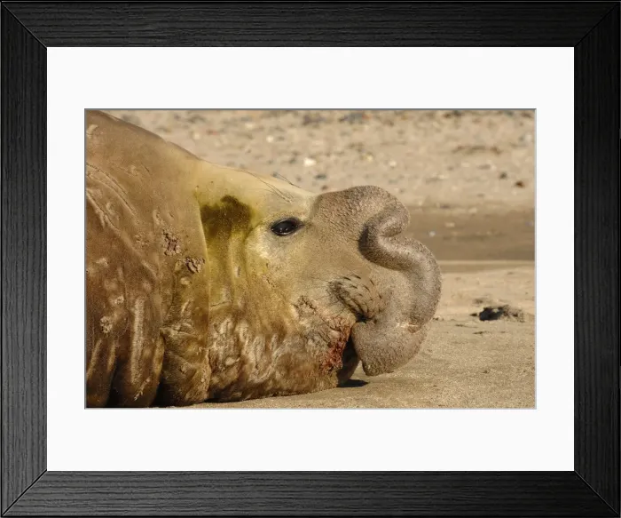 Framed Print : Picture No. 10901515 Framed Print : Picture No. 10901515