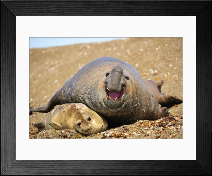 Framed Print : Picture No. 10901512