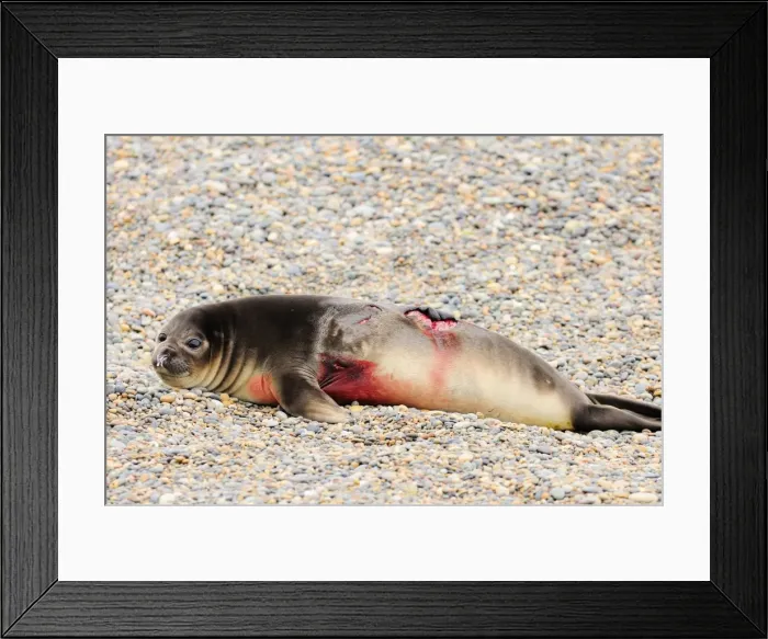 Framed Print : Picture No. 10901517 Framed Print : Picture No. 10901517
