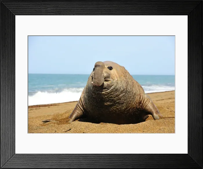 Framed Print : Picture No. 10901513