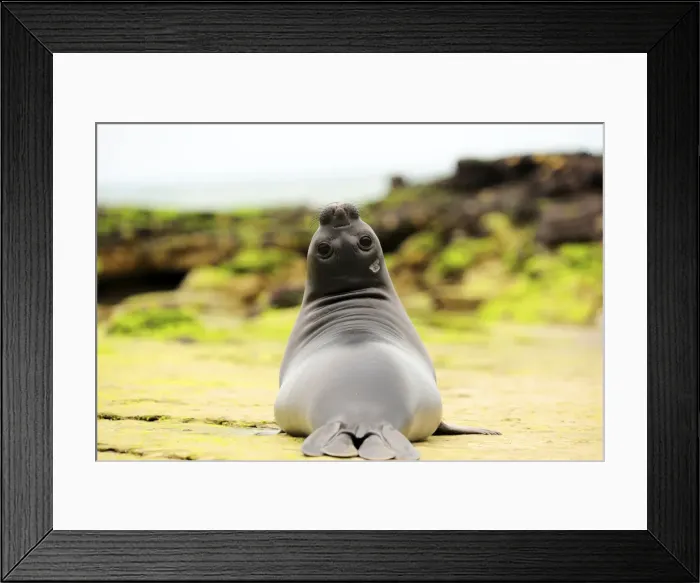 Framed Print : Picture No. 10901518 Framed Print : Picture No. 10901518