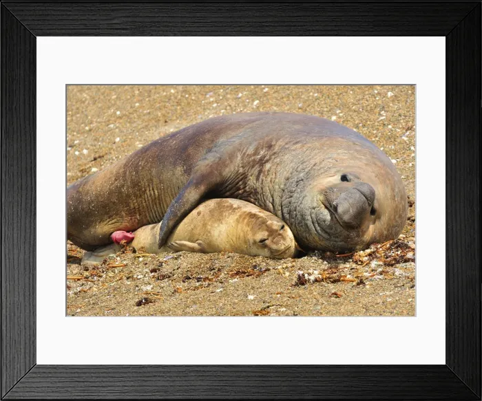 Framed Print : Picture No. 10901509 Framed Print : Picture No. 10901509