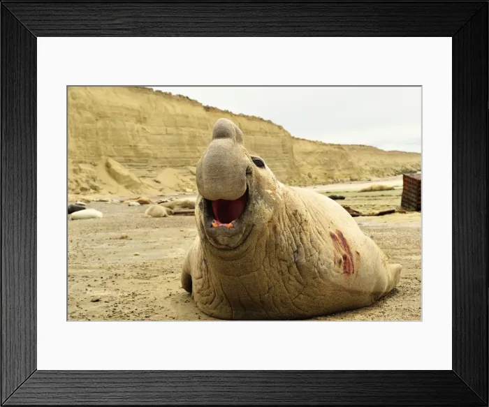 Framed Print : Picture No. 10901527 Framed Print : Picture No. 10901527