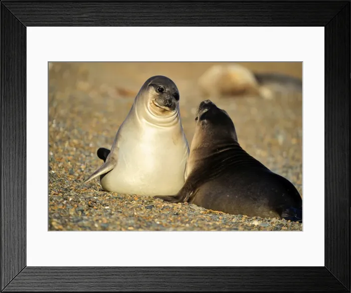 Framed Print : Picture No. 10901524 Framed Print : Picture No. 10901524