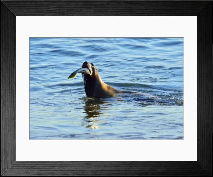 Framed Print : Picture No. 10901520 Framed Print : Picture No. 10901520