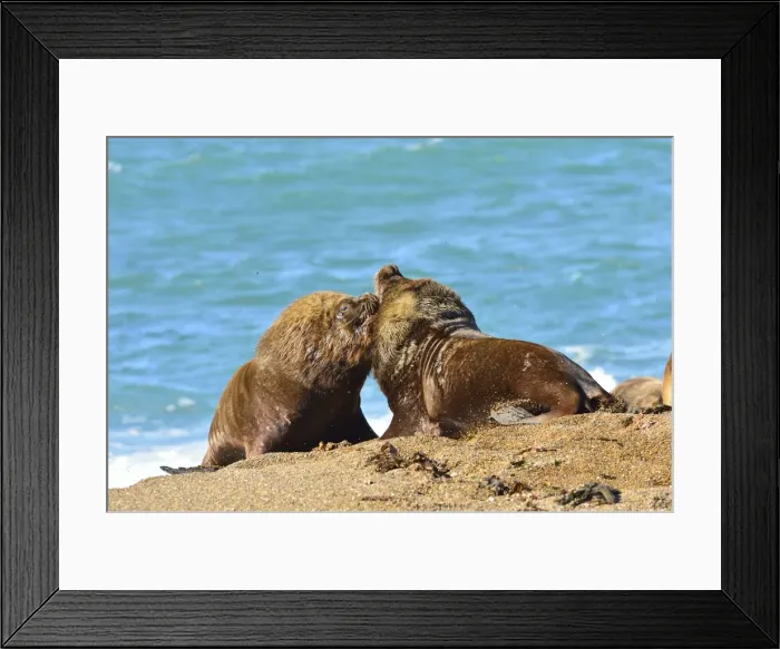 Framed Print : Picture No. 10901531 Framed Print : Picture No. 10901531