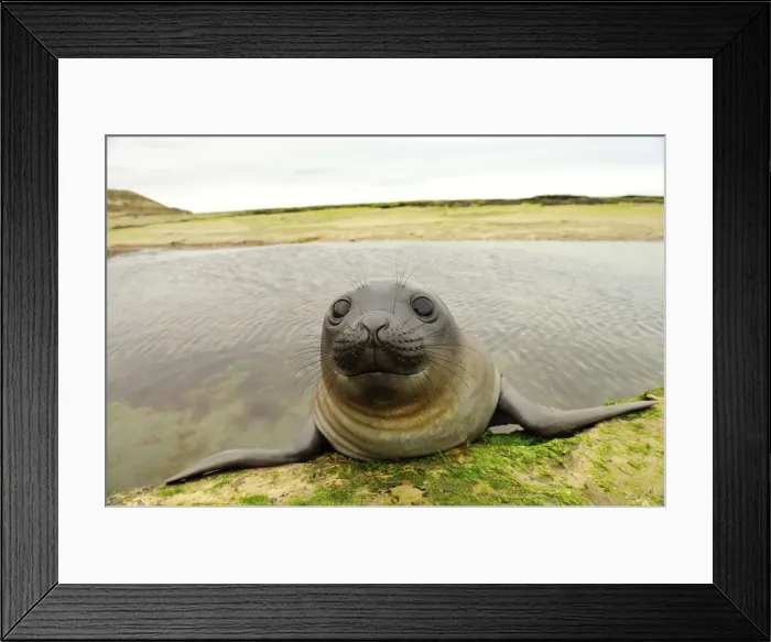 Framed Print : Picture No. 10901528 Framed Print : Picture No. 10901528