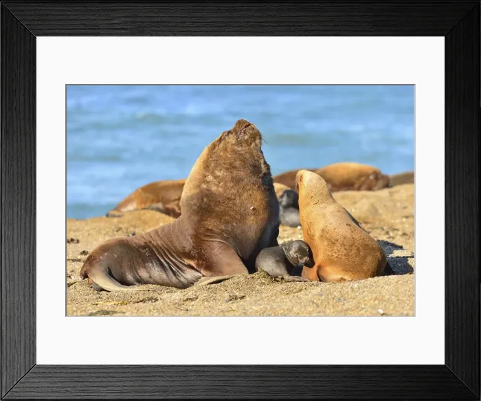 Framed Print : Picture No. 10901533 Framed Print : Picture No. 10901533