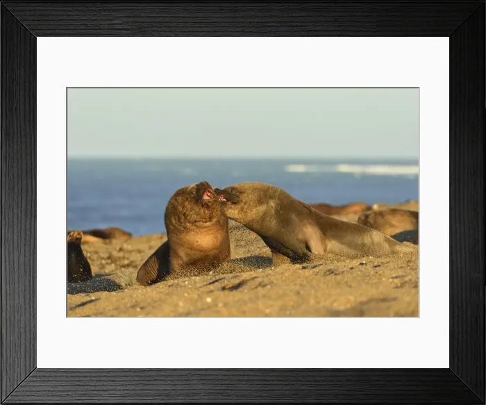 Framed Print : Picture No. 10901534 Framed Print : Picture No. 10901534