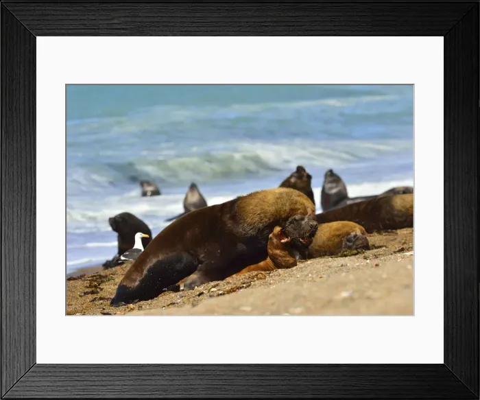 Framed Print : Picture No. 10901535 Framed Print : Picture No. 10901535