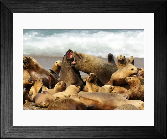 Framed Print : Picture No. 10901529 Framed Print : Picture No. 10901529
