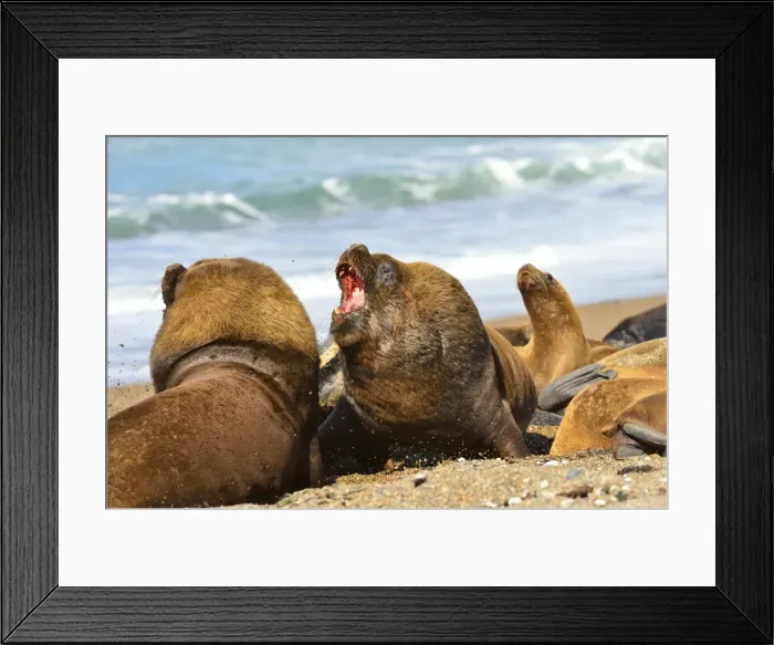 Framed Print : Picture No. 10901538 Framed Print : Picture No. 10901538