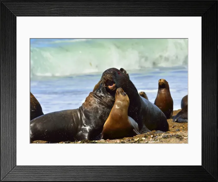 Framed Print : Picture No. 10901536 Framed Print : Picture No. 10901536