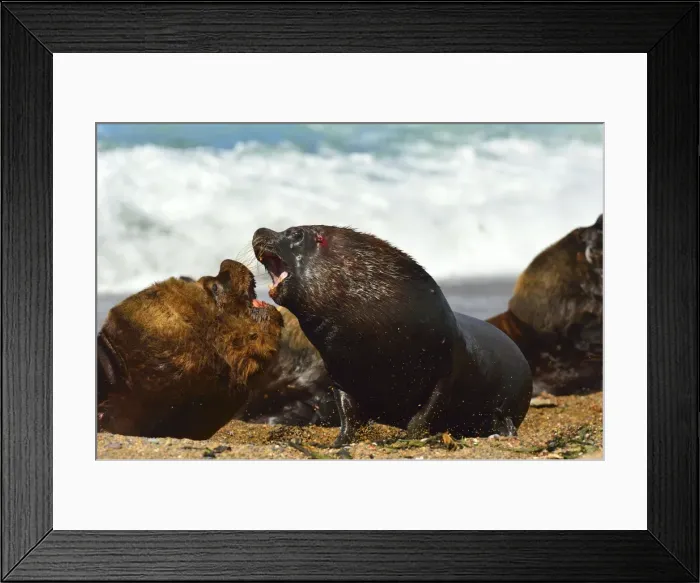 Framed Print : Picture No. 10901537 Framed Print : Picture No. 10901537