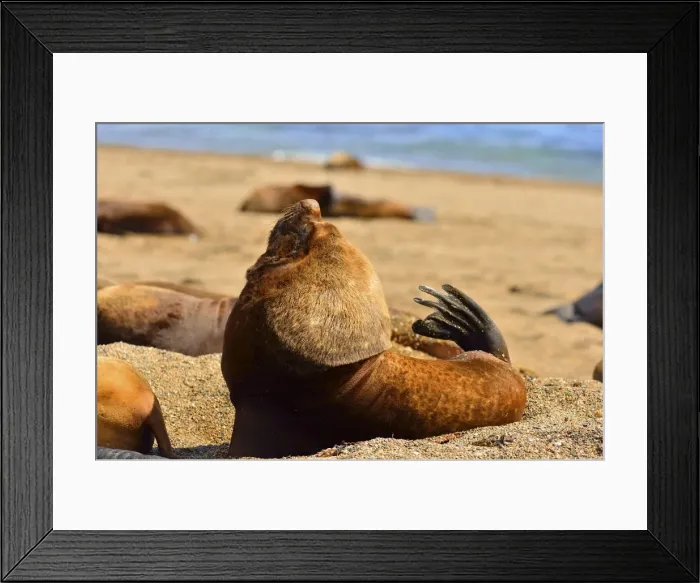 Framed Print : Picture No. 10901542 Framed Print : Picture No. 10901542