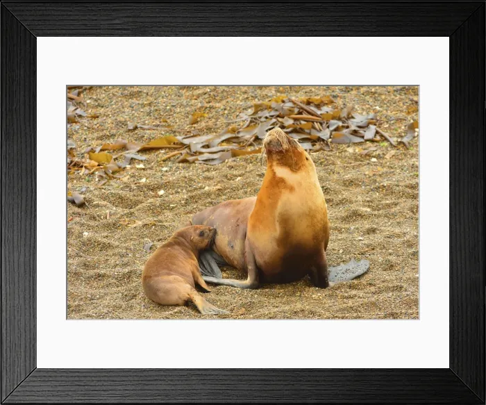 Framed Print : Picture No. 10901543 Framed Print : Picture No. 10901543